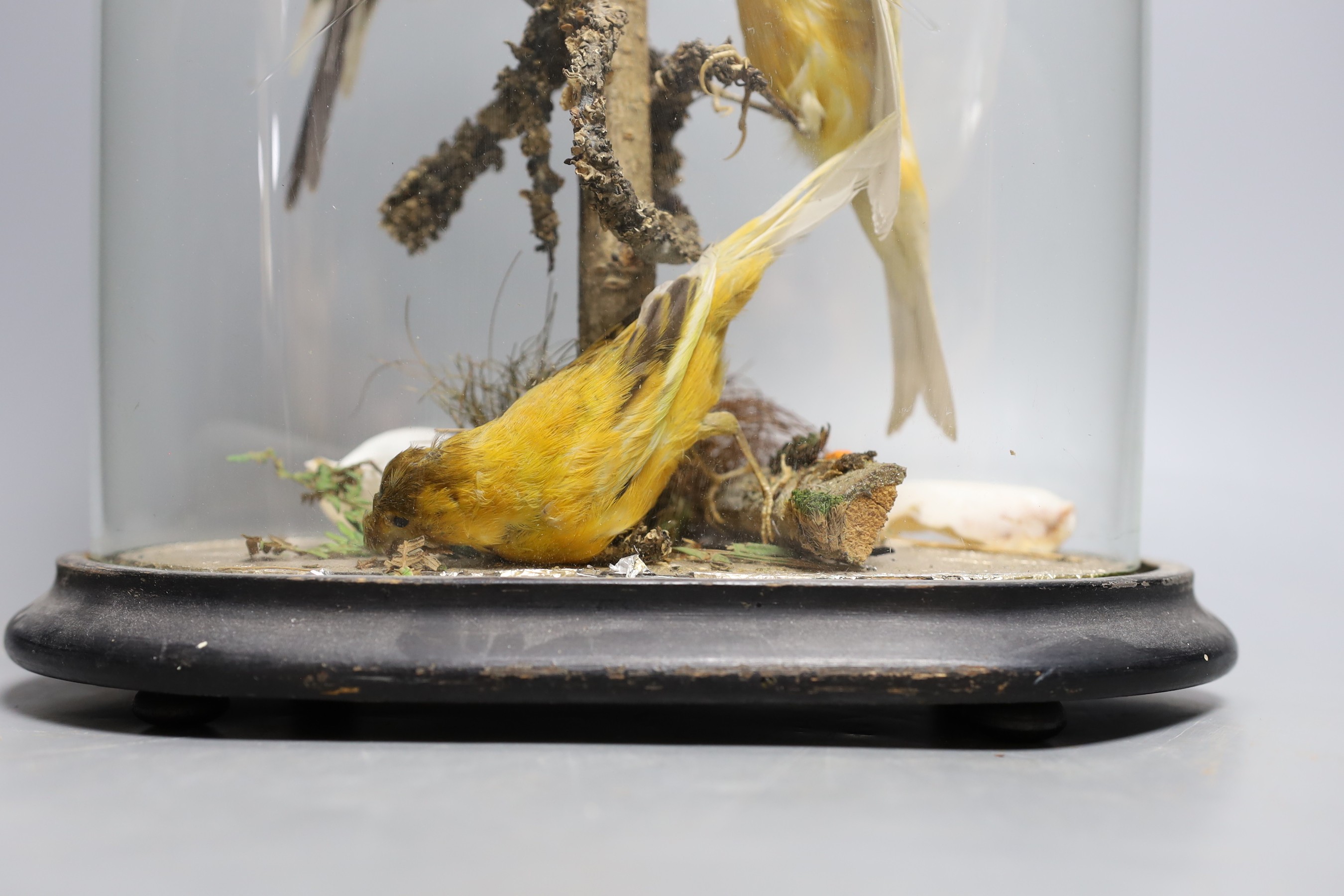 Taxidermy- a budgerigar and canary group, under a glass dome, 35 cm high